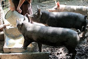 Типи годівлі свиней