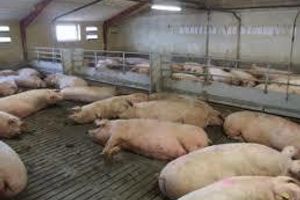 Відгодівля свиней