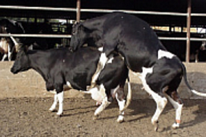 Виявлення статевого полювання корів та телиць