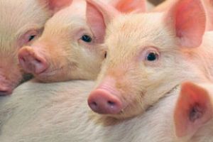 Захворювання свиней із високим рівнем смертності серед молодняку
