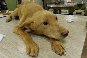 Діагностика парвовірусного ентериту у собак