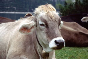 Респіраторні хвороби сільськогосподарських тварин