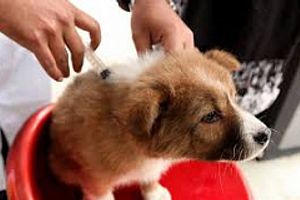 Профілактика інфекційного гепатиту у собак