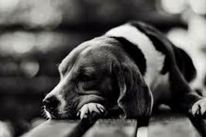 Профілактика виразкової хвороби шлунка у собак