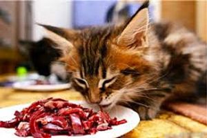 Профілактика токсоплазмозу у котів