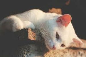 Лікування виразкової хвороби шлунка у котів