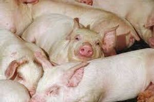 Профілактика гемофільного полісерозиту у свиней