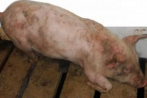 Діагностика гемофільного полісерозиту у свиней