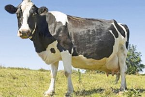 Схема заходів для сухостійних корів та нетелів