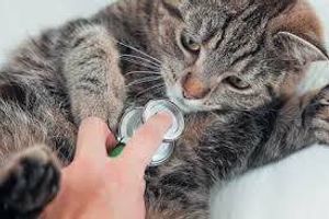Профілактика вірусної лейкемії у котів