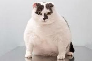 Діагностика ожиріння у котів